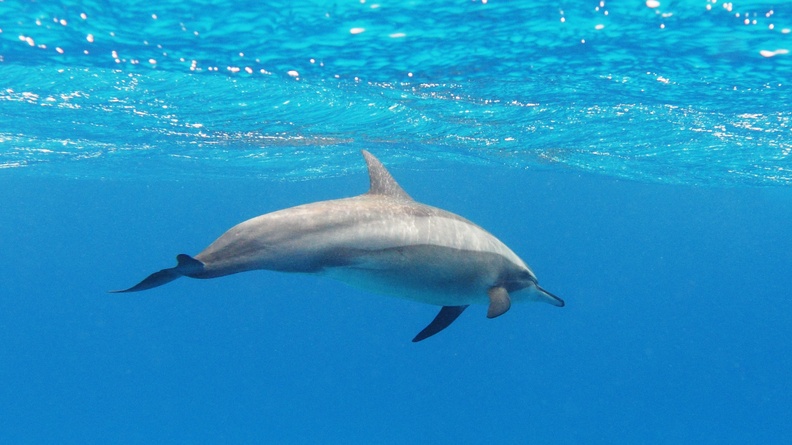 Spinner Dolphin (Stenella longirostris), 2010 Red Sea